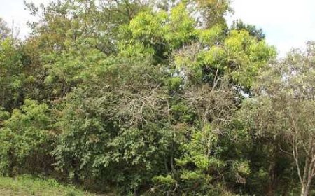 Expedição em Ouro Preto revela nova espécie de árvore em Minas