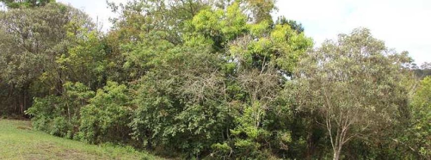 Expedição em Ouro Preto revela nova espécie de árvore em Minas